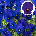 Bild von Viola P9 kleinbloemig Bleu blotch
